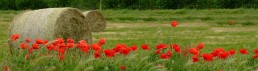 Foraggio azienda agricola Pontella